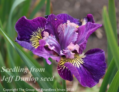 Jeff Dunlop seed sdlg 20.5 (2)